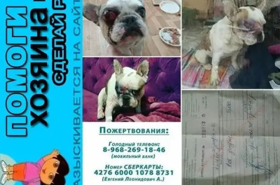 Пропала собака Найден в Ставрополе