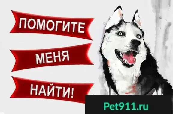 Пропала собака в Сергиев Посаде из Хотьково