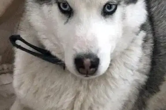 Найдена собака на рынке Алмаз в Ростове