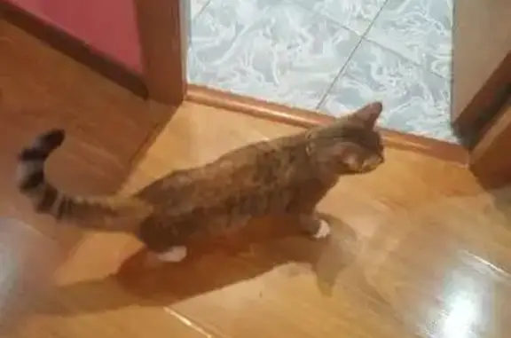 Кошка найдена в 20 доме, Тюмень