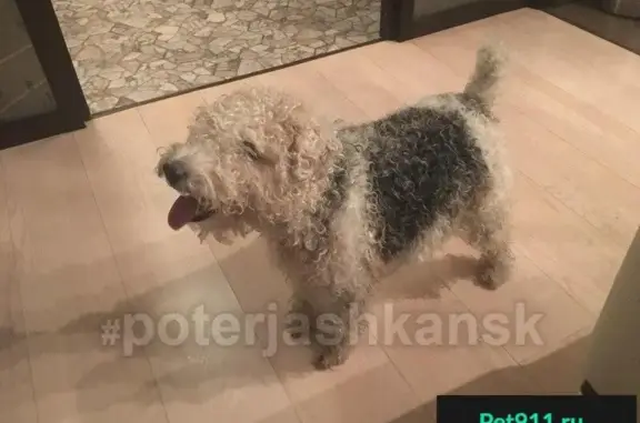 Найдена собака: Аникина 35, Кировский район