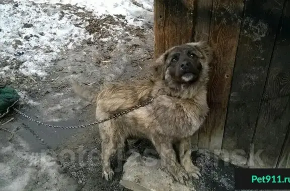 Пропала собака Рекс на ул. Белинского, Октябрьский район