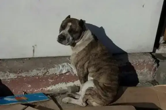 Найдена собака в Якутске, нужна помощь
