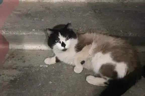 Найдена кошка в Нижневартовске