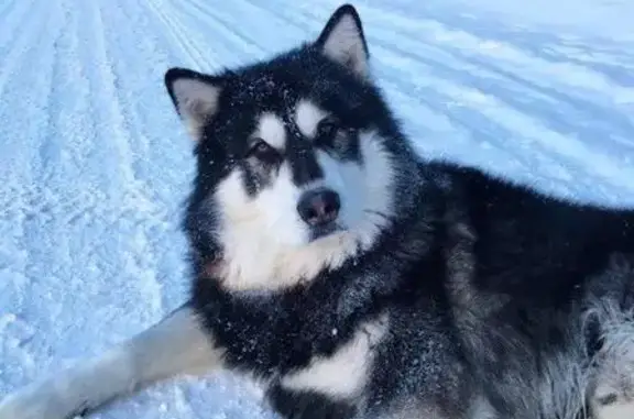 Пропала собака в Большой Слуде, Котлас, Россия