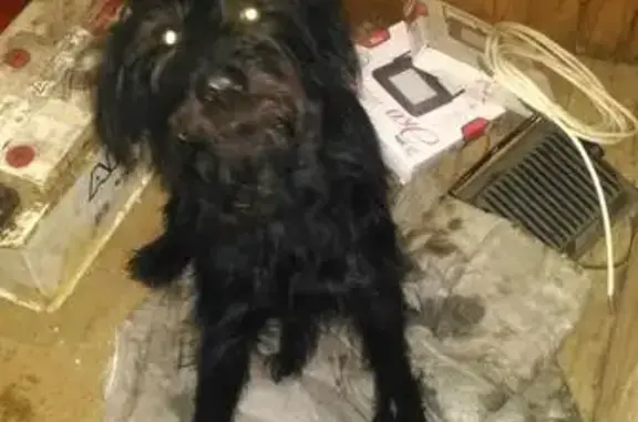 Найдена собака в деревне Аносино, Московская область