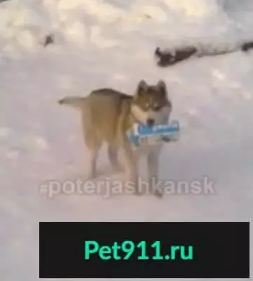 Пропала собака на Малороссийской, хаски, шоколадно-серый окрас.