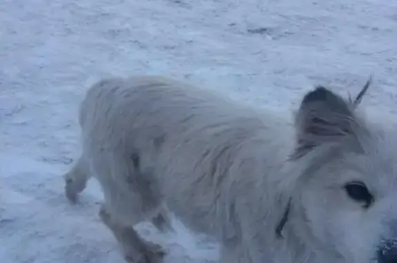 Найдена собака на Калинке в Пскове