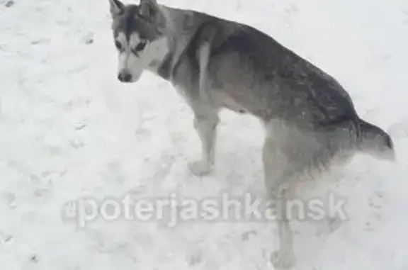 Найдена собака в Краснообске.