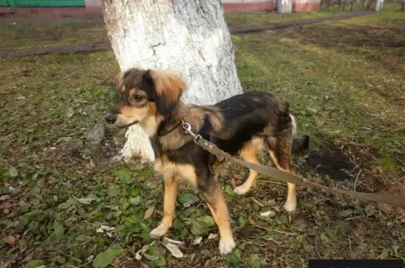 Найдена собака в Новокузнецке: срочное пристройство!