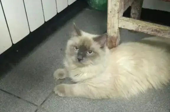 Найдена кошка на Шолохова 264 в Ростове