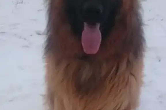 Пропала собака в Марьино, Ногинский район, МО