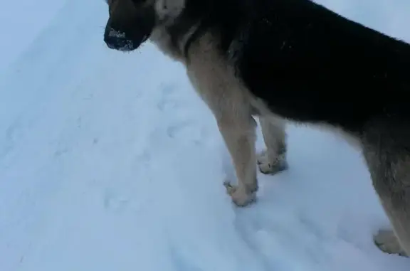 Собака Мальчик найдена в Дёмском районе, Уфа