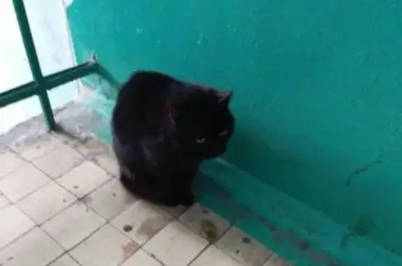 Найден домашний кот в Слуцке!
