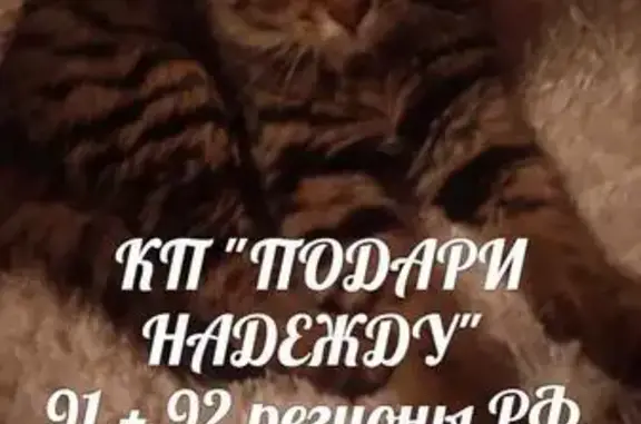 Пропал котенок на ул. Русской, Симферополь