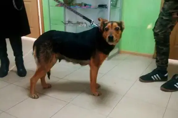 Пропала собака Найда в Крапивне, Тульская область - помогите вернуть домой!