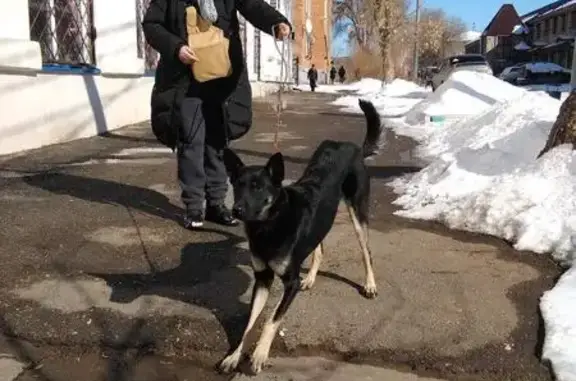 Найден щенок в Оренбурге, ищут родных хозяев или новый дом.