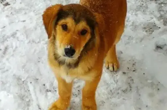 Найдена собака в Салавате с ошейником ЭС