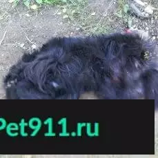 Пропала собака в д. Дивасы, Смоленск.