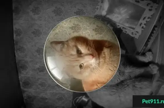 Пропала кошка в Перми, район казкрая