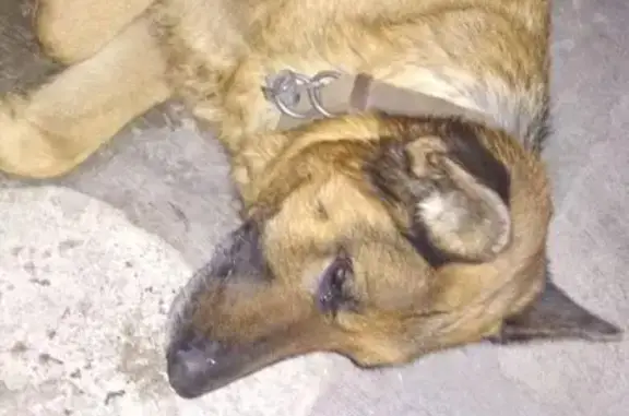 Собака найдена возле остановки Победы, Москва