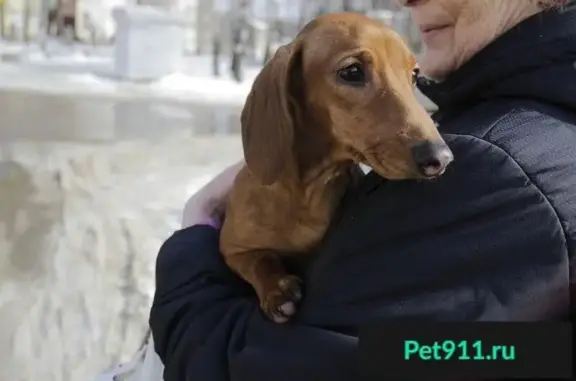 Собака найдена на Кловке в Смоленске