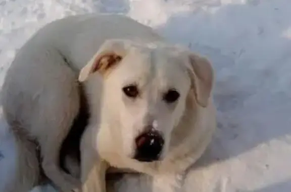 Найдена собака в Мурманске: потеряшка или выбросили?