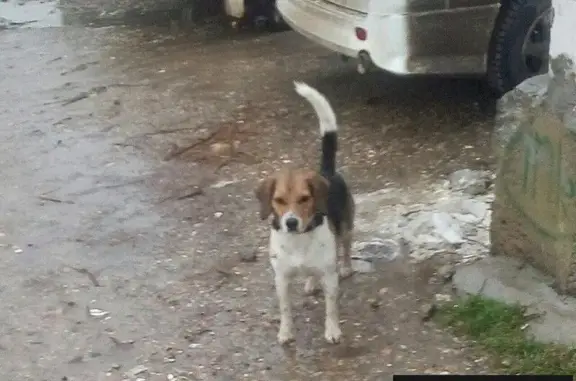 Найдена бигль-собака в Пятигорске!