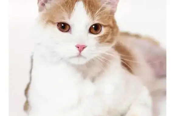 Найдена кошка Москва и МО: отдам котенка Малыша