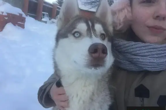 Пропала собака в Успенском поселении, Московская область