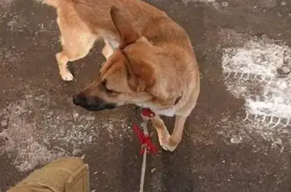 Пропала собака на Китайгородском проезде с улицей Солянкой