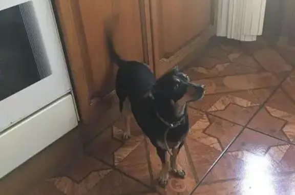 Собака найдена в Люберцах, Московская область