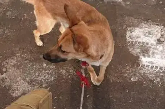 Пропала собака Бибо в Москве, Чистые пруды