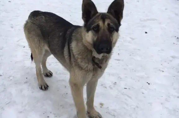 Найдена собака в Гатчине, ищем хозяина!