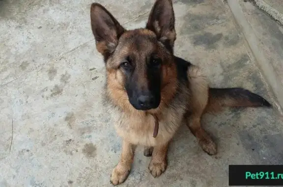 Пропала собака в Майкопе - немецкая овчарка Джина