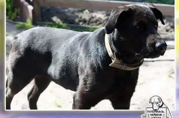 Пропала собака Бетти в Буче: продолжаются поиски