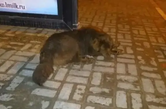 Найдена собака в Комсомольске-на-Амуре, контакт Ольга