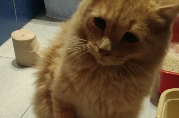 Найдена кошка в Новосибирске, ищем новый дом