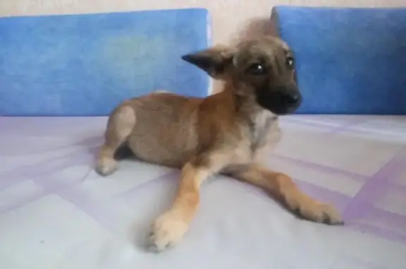 Найдена послушная маленькая собачка в Иркутске-2