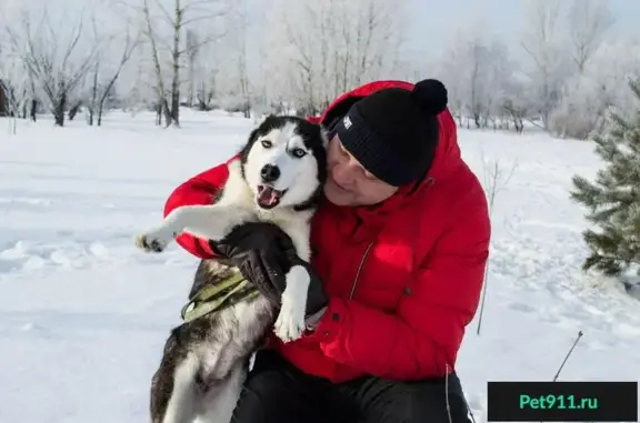 Пропала хаски Айна в Свердловском районе, голубые глаза, район Бобрового лога.