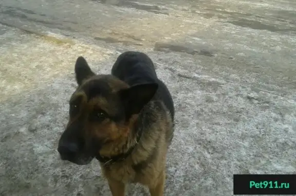 Найдена собака в Бугульме, ищем хозяев