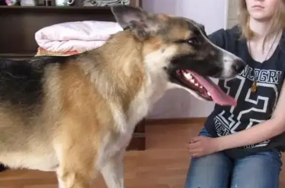 Найден контактный пес в Новоильинском районе, ищем хозяев!