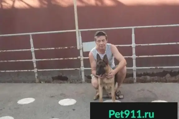 Пропала собака в Дюртюли, Республика Башкортостан
