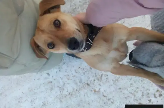 Собака найдена в Ишиме, Тюменская область