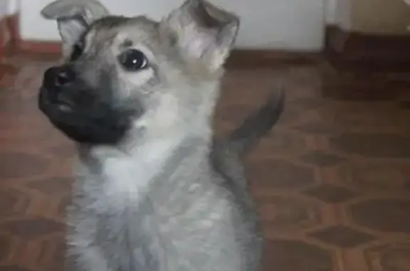 Пропала собака в Чите, вознаграждение гарантировано!
