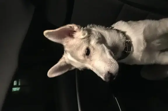 Найден щенок на перекрестке Сурикова Большакова