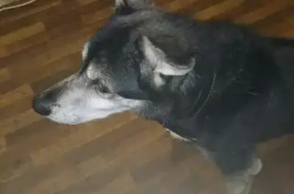 Найдена пожилая собака в Мурманске!