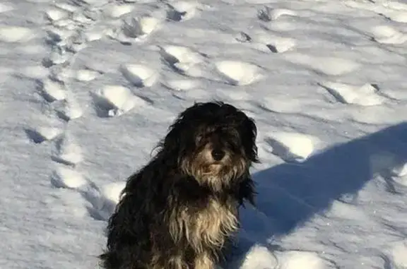 Найдена собака в Октябрьском районе Красноярска