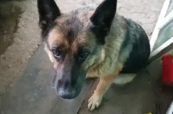 Пропала собака в Алексине, Тульская область