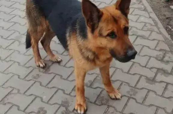 Найдена собака в Владимире